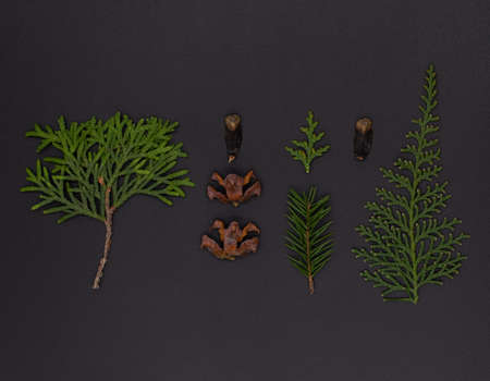 Composition of pine, thuja, cypress and cones branches on black background, top view flat layの写真素材