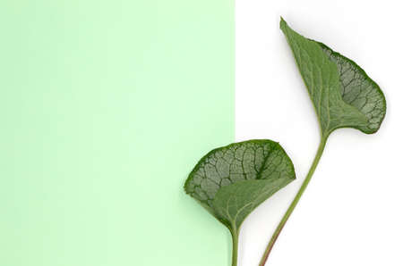 Succulent herbs and leaves on white background with pastel color copy space, top view, flat layの写真素材
