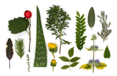 Top view, composition of medicinal herbs, leaves, berries and flowers on white background, flat lay