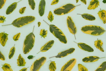 Color background of sage leaves, medicinal herbs and fragrant spices, top view, flat layの写真素材