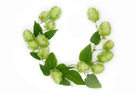 Top view, frame made of colorful hop leaves and cones on white background, ingredients for brewing,...