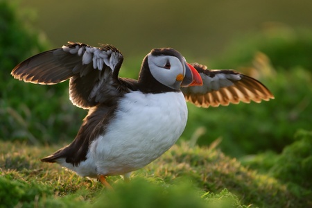 Atlantic puffin dries its wings in the last of the evening sunshineの写真素材
