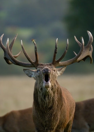A Red Deer stag bellows a challenge to ts rivals as it guards its harem of hinds in Richmond Park .の写真素材