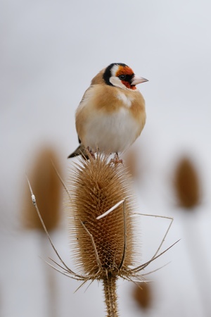 Goldfinch perching on a teasel on a grey winters morningの写真素材