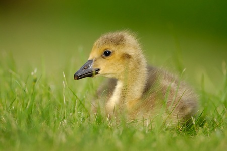 A  wild Canada Goose gosling sitting in grassの写真素材