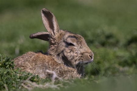A Skokholm Island rabbit rests in the May sunshineの写真素材