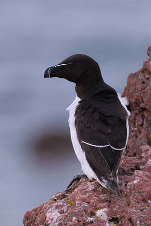 A Razorbill sits on the edge of a cliff top breeding colony on Skokholm Islandの写真素材