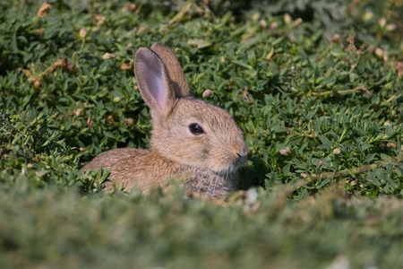 A baby Common Rabbit pokes its head out of its conceiled burrow on Skokholm Island