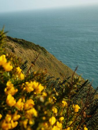 Macro foto of commno gorse with see, ulex europeaus inの写真素材
