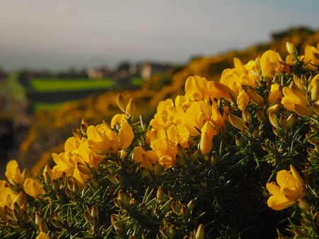 Macro foto of commno gorse, ulex europeausの写真素材