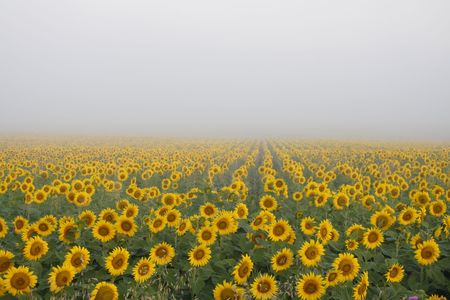 sunflower field on a cold morningの写真素材