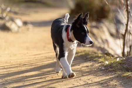 Border Collie puppy in the woods in winter.の写真素材