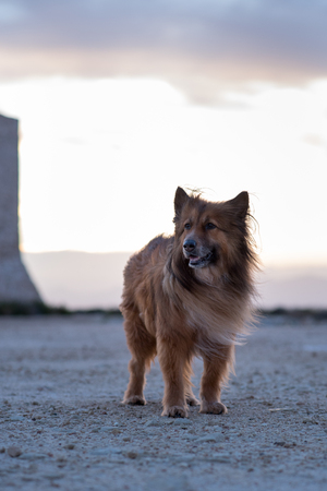 Walk with Kala in Las Salinas de Santa Pola, Alicante, Spainの写真素材