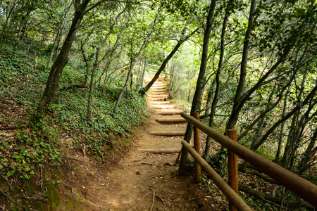 A view of la Fageda d'en Jorda, in la Garrotxa, Spainの写真素材