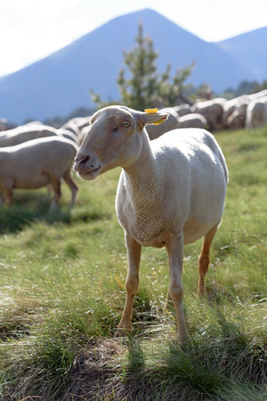 Flock of sheep grazing. El Tarter, Canillo, Andorra.のeditorial素材
