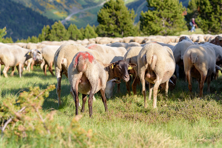 Flock of sheep grazing. El Tarter, Canillo, Andorra.のeditorial素材