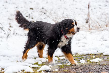 Beautiful San Bernardo dog in the first autumn snows in Bordes de Envalira, Canillo, Andorra.の写真素材