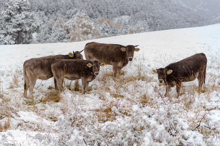 Herd of cows in the first snow in Bordes de Envalira, Canillo, Andorraの写真素材