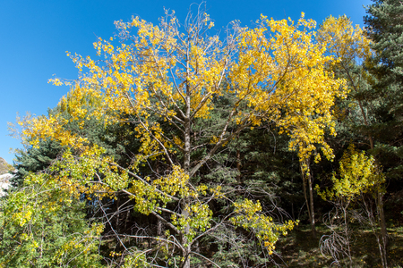 Photo that reflects the arrival of autumn with beautiful yellow trees in Canillo, Andorra.の写真素材