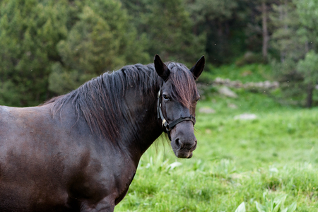 Andorra Horsesの写真素材
