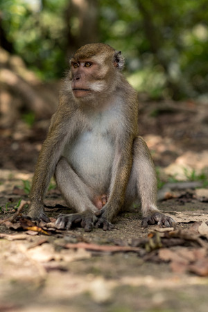 Pandangaran, Java, Indonesiaの写真素材