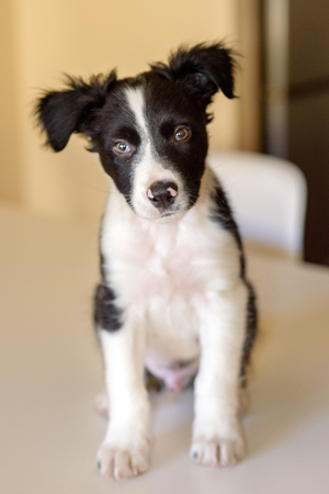 Cute black and white Border Collie puppy looks sleep in the couch.の写真素材