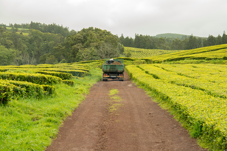 View on tea plantation rows at tea factory Cha Gorreana with green trees and blue sky background. The oldest, and only, tea plantation in Europeのeditorial素材