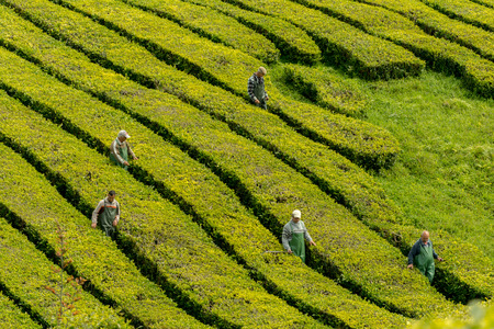 View on tea plantation rows at tea factory Cha Gorreana with green trees and blue sky background. The oldest, and only, tea plantation in Europeのeditorial素材
