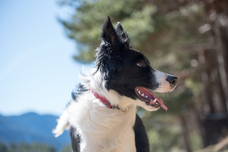 Cute black and white Border Collie puppy In the moutain on Andorra.の写真素材
