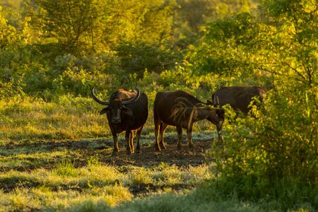 Water buffalo in the Udawalawe National Park on Sri Lanka.