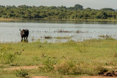 Lake in the Udawalawe National Park on Sri Lanka.の写真素材