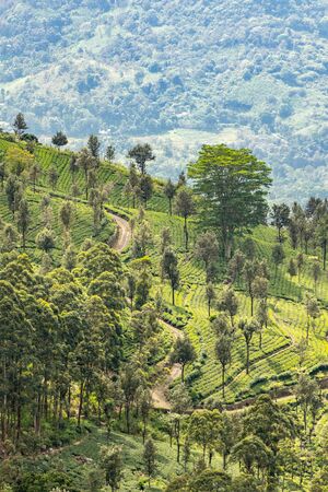 Tea plantations around Lipton's Seat / Haputale, Sri Lanka.