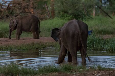 Sri Lankan elephant refugee camp. Udawalawe Transit Home is a refuge for baby elephants, the...