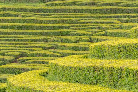 Gorreana Tea Plantation in Sao Miguel Island, Azores, Portugal. Tea fields surrounded by green landscape. Overcast sky. Tea cultivation. Atlantic ocean in the background.の写真素材