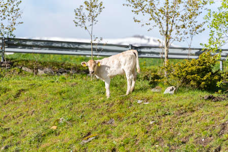 Canillo, Andorra : 2020 May 12 : Cows in the sun in the Canillo countryside in the Pyrenees, Andorra in spring.のeditorial素材