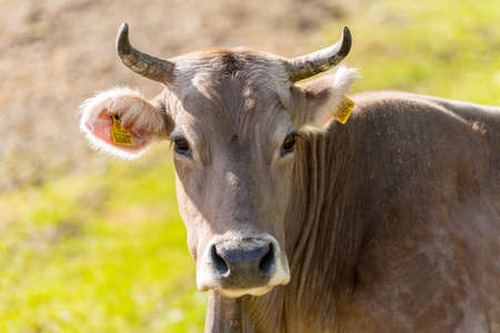 Canillo, Andorra : 2020 May 12 : Cows in the sun in the Canillo countryside in the Pyrenees, Andorra...