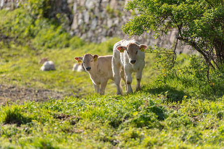 Canillo, Andorra : 2020 May 12 : Cows in the sun in the Canillo countryside in the Pyrenees, Andorra in spring.のeditorial素材