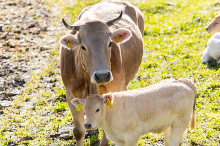 Canillo, Andorra : 2020 May 12 : Cows in the sun in the Canillo countryside in the Pyrenees, Andorra in spring.のeditorial素材