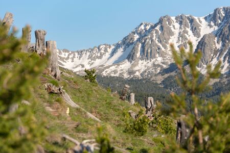 Tree forest cut in the Pyrenees, in Encamp, Andorra.の写真素材