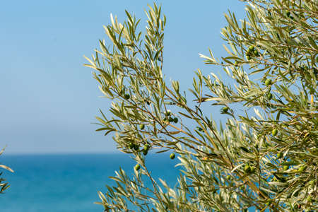 Olive branch detail in summerの写真素材