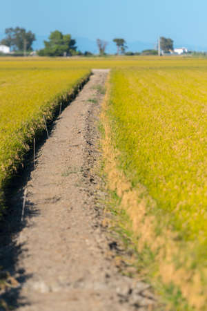 Panoramic view of a paddy field in the Ebro Delta, in Catalonia, Spain, with the ripe rice in the plant before harvestingの写真素材