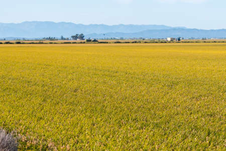 Panoramic view of a paddy field in the Ebro Delta, in Catalonia, Spain, with the ripe rice in the plant before harvestingの写真素材
