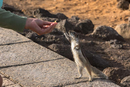 Cute little African ground squirrel on a background of stones in Fuerteventura, Spain.の写真素材
