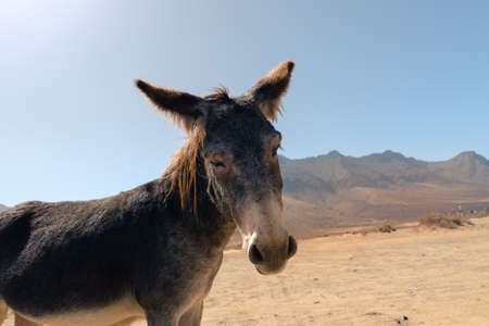 Donkeys in the parking lot of Playa de Cofete on the Island of Fuerteventura, Spain.の写真素材