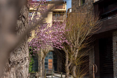 Flowers in spring in Ordino, Andorra in the Pyrenees.の写真素材