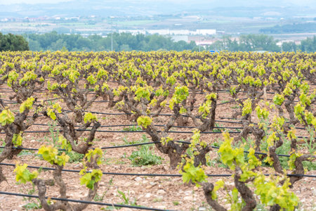Vineyards in the La Rioja region of Spain in 2021.の写真素材