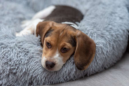 Beagle puppy resting on a couch.の写真素材
