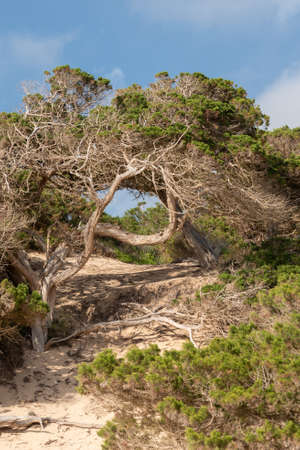 Tree called Savina on the Formentera Beach of Calo d es Mort in the Balearic Islands.の写真素材