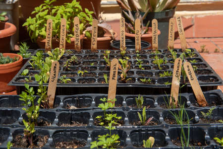 Barcelona, ââSpain: 2021 May 24: Plant in an urban garden in Barcelona in Summer 2021のeditorial素材