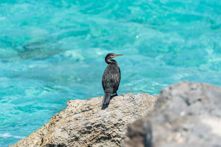 Duck in the Levante beach in Formentera, Spainの写真素材